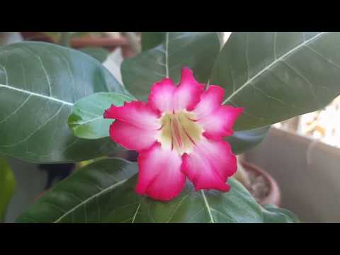 Видео: Одна из причин по которой не растет Адениум