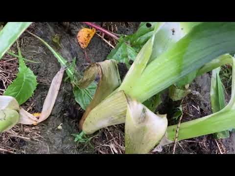 Видео: Огород в ноябре Ленинградская область