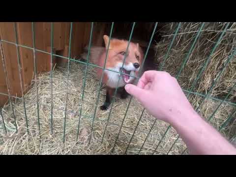 Видео: Алиса - лиса. Белый остался без голубей. Теперь зову его проведать Игниса #лисяо #животные #лиса