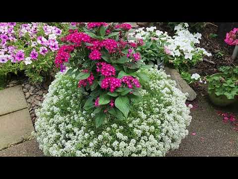 Видео: Какое удобрение вносим под наше горшечные цветы