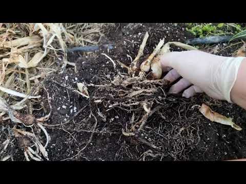 Видео: пересадка исмене из вазонов в открытый грунт, корневые клещи