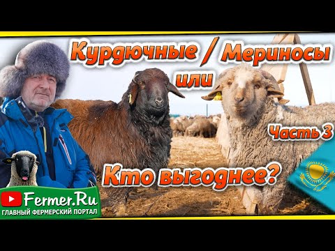 Видео: Ерагый Гишларкаев в гостях у Бауржана Оспанова. Успешный бизнес по откорму овец в Казахстане