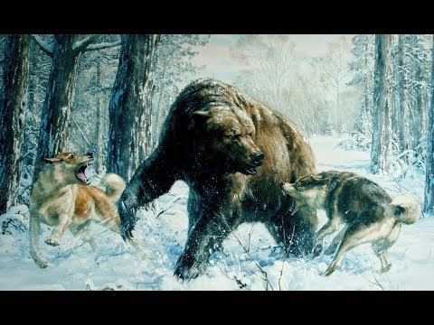 Видео: Охота на медведя в западной сибири с лайками.
