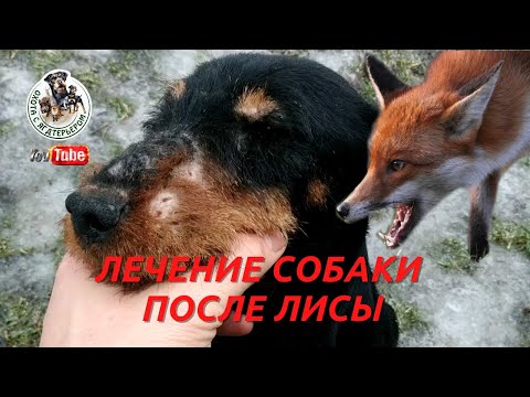 Видео: Охота с ягдтерьером, лечение ягдтерьера после охоты на лису. Fox Hunt with Jagdterrier