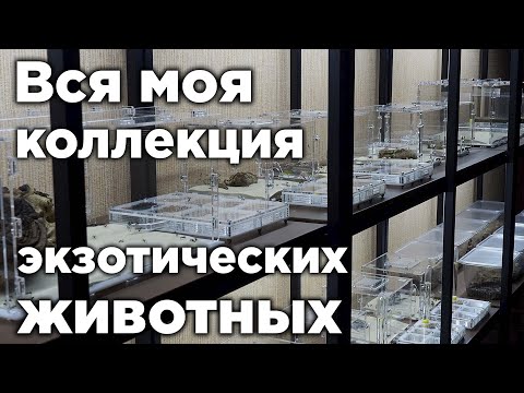 Видео: ОБЗОР МОЕЙ ОГРОМНОЙ КОЛЛЕКЦИИ ЭКЗОТИЧЕСКИХ ЖИВОТНЫХ!