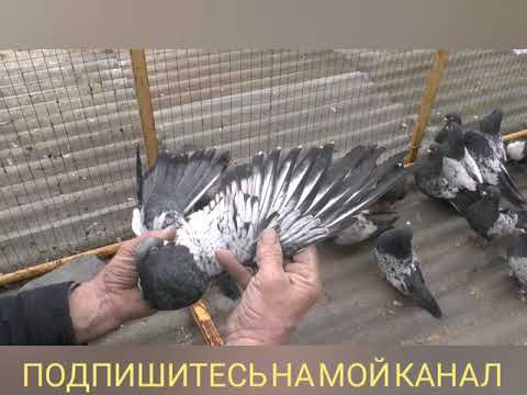 Видео: НИКОЛАЕВСКИЕ ГОЛУБИ. В ГОСТЯХ У ГОЛУБЕВОДА АНДРЕЯ ЖЕРЕБЦОВА Г.ШАХТЫ КИРОВОГРАДСКИЕ СИРЕНЕВЫЕ ГОЛУБИ.