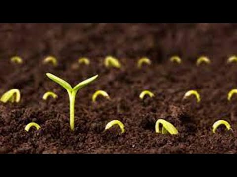 Видео: ПЕРЕДПОСІВНА ОБРОБКА ГРУНТУ  ВИКОРИСТОВУЄМ ТРИХОДЕРМУ