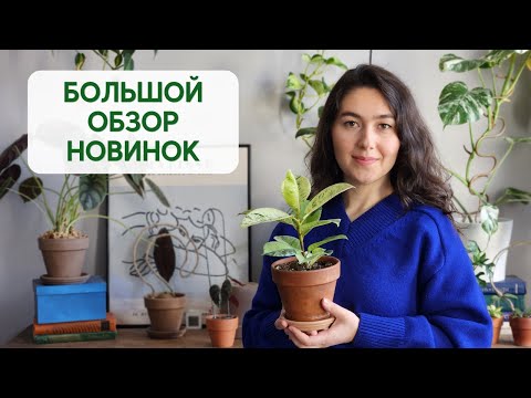 Видео: МНОГО новых РАСТЕНИЙ / НОВИНКИ марта 2023