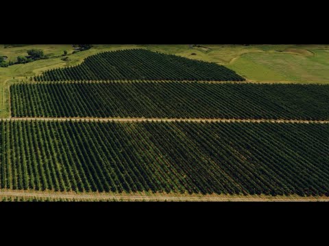 Видео: Алма Бағы "Кентау"