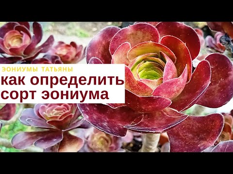Видео: Как определить сорт эониума?!