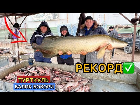 Видео: ТУРТКУЛЬ БЕРУНИЙ ЭЛЛИККАЛЬА ТЕЗ КУРИНГ | ТУРТКУЛЬ БАЛИК БОЗОРИ НАРХЛАРИ 1 ноября 2024 г.