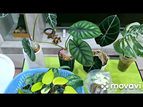 Видео: КОМНАТНЫЕ РАСТЕНИЯ(ЦВЕТЫ).ЦВЕТОЧНЫЕ ДЕЛА.