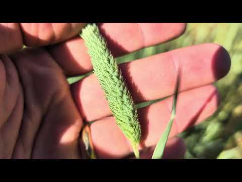 Видео: Кормлю солью нгуни