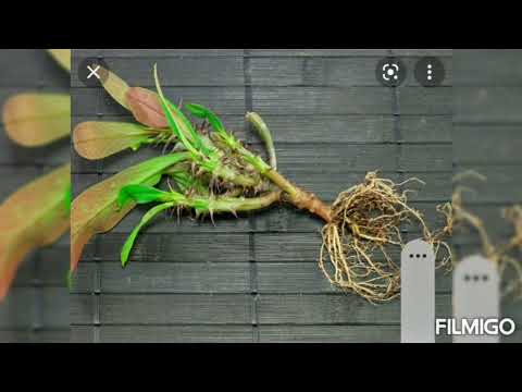 Видео: Молочай миля гули хакида шахсий хулосаларим