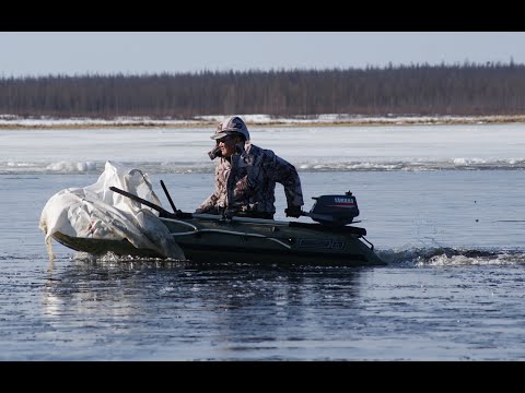 Видео: Халыма кусчуттара
