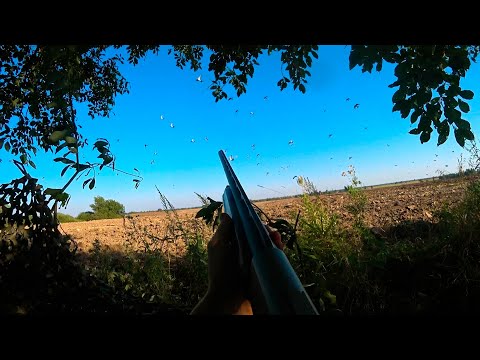 Видео: ДВА ДНЯ ОХОТЫ НА ВЯХИРЯ. ОХОТА С ПАПОЙ