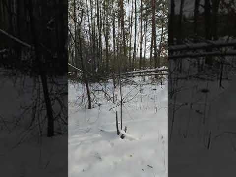 Видео: #охота Робота рускої гончої в лісі, барса вижловка#hunting