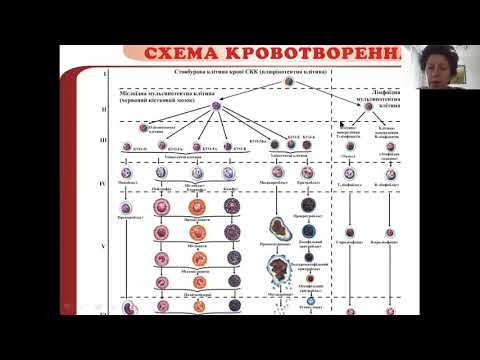 Видео: Лейкози та лімфоми