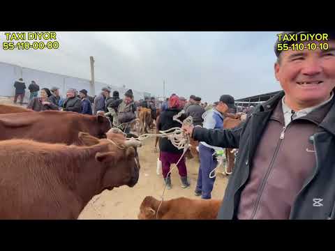 Видео: 16-НОЯБР/2025/ШЫМБАЙ МАЛ БАЗАРЫ/МАЛ БАЗАР 2025/ДЕМ БЕРМЕС МАЛ БАЗАР