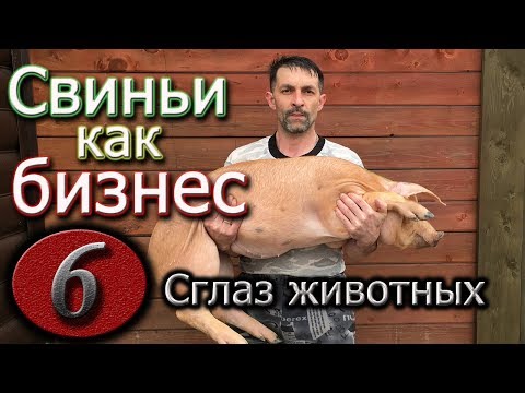 Видео: СГЛАЗ ЖИВОТНЫХ