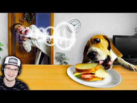 Видео: МАМИКС ► ПУГАЮ СОБАКУ, ВО ВРЕМЯ ТОГО, КАК ОНА ВОРУЕТ ЕДУ СО СТОЛА! (Mamix) | Реакция