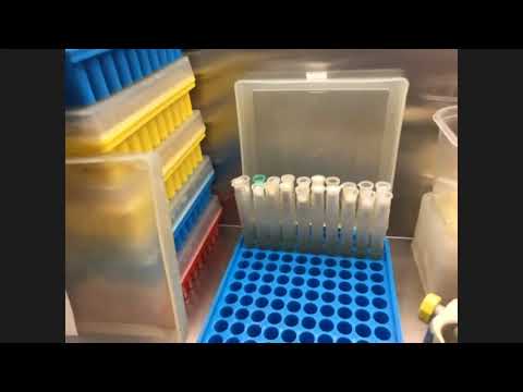 Видео: ЭКСКУРСИЯ «МИКРОБИОЛОГИЧЕСКАЯ ЛАБОРАТОРИЯ И КАК В НЕЙ РАБОТАТЬ»