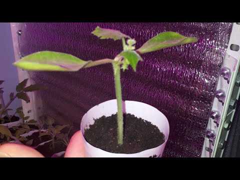 Видео: Способ прививки, который может стать любимым! С первого раза