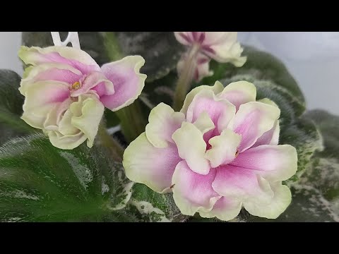 Видео: Портятся листья в середине розетки. Причины. Решения.
