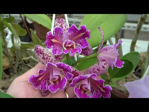 Видео: Плоды июля 2023: Cattleya rex , Rlc. Durigan Tetraploid ,Cattleya Evas Fabula y Azucar  и др.