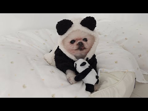 Видео: Причина, почему моя собака стала похожа на панду:( Хорошие и плохие новости о Понки