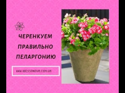 Видео: Пеларгония. Секреты черенкования пеларгонии. 100% работает!  Часть 1