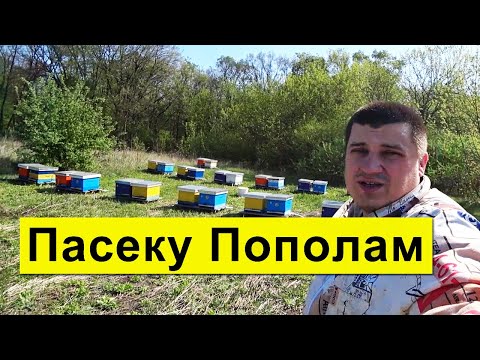 Видео: Поделил пчелосемьи без поиска матки 🐝 В Гостях у Вити ✅