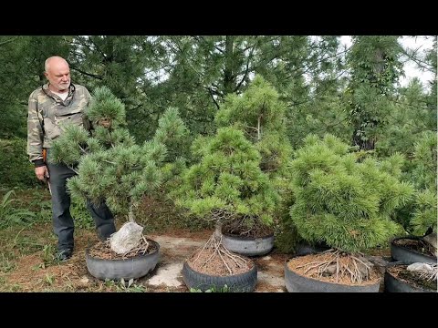 Видео: Еще одна пара клонов 1-го и 2-го поколения. Они одинаково ценные, но существенно разные