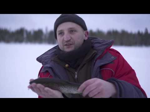 Видео: Ловля форель и Хариус в Швеции