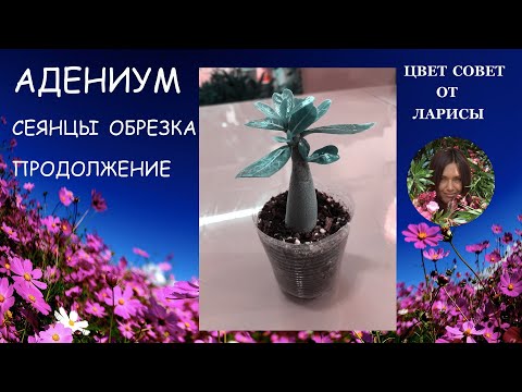 Видео: АДЕНИУМ СЕЯНЦЫ ОБРЕЗКА ЧАСТЬ 2 Adenium Seedlings Trimming PART 2