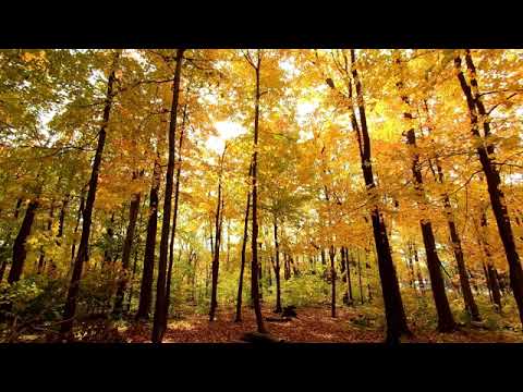 Видео: СИЯНИЕ ДУШИ