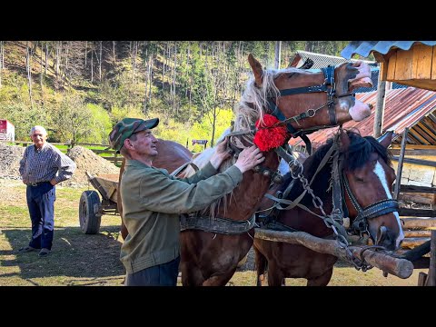 Видео: Трудовая жизнь лесников из Брустура в самом сердце Карпат!