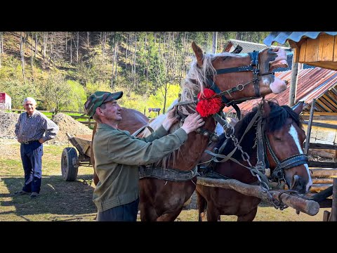 Видео: Трудовая жизнь семьи лесников из Брустур в самом сердце Карпат! Древние традиции сельского труда.