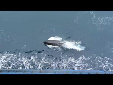 Видео: Касатки в татарском проливе. ВАНИНО-ХОЛМСК
