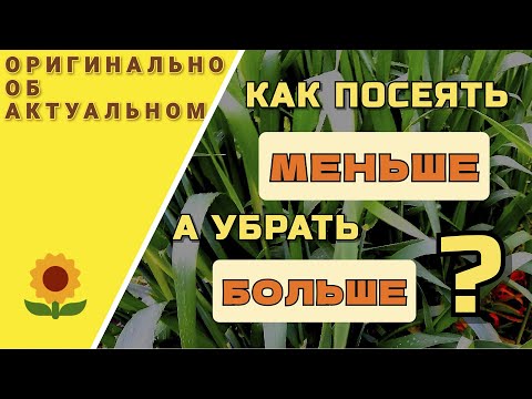 Видео: Как получить большой урожай озимой пшеницы.  Широкое междурядье при посеве.