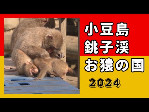 Видео: [#09] Страна обезьян в ущелье Сёдосима Тёши, 2024 г.