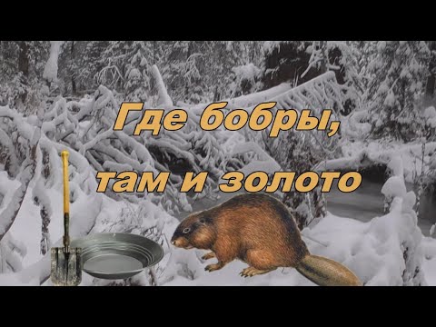 Видео: Где бобры, там и золото