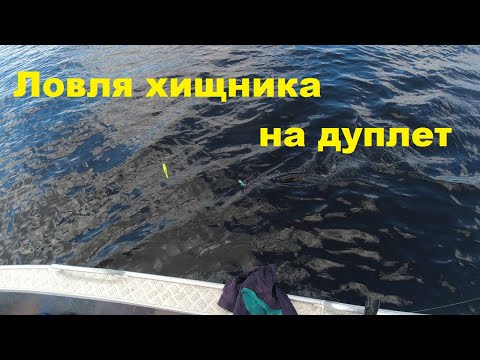 Видео: Ловля хищника на дуплет