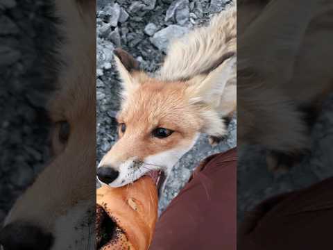 Видео: Покормил раненую лису 🦊🥺