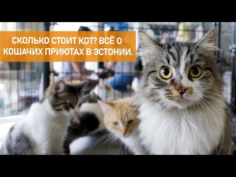 Видео: Кошачий дом, где спасают жизни: история людей и хвостов.