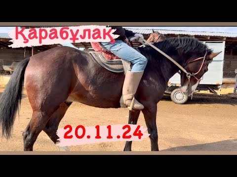 Видео: 20.11.24 Жылқы бағасы 2-бөлім Қарабұлақ мал базары