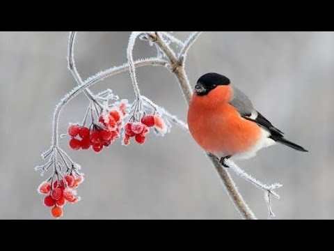 Видео: Наблюдаем за  птицами  3 часть
