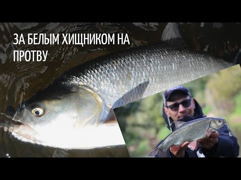Видео: ЗА БЕЛЫМ ХИЩНИКОМ НА ПРОТВУ. ЖЕРХ, ЯЗЬ И ЩУКА.