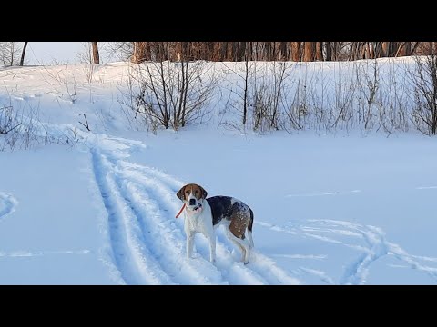 Видео: Охота с Русскими пегими гончими на зайца #27