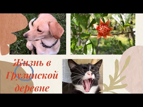 Видео: Прогулка по саду огороду. Грузинская деревня.